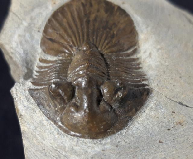 Scabriscutellum hammadi CHATTERTON et al. 2006 - Bild &copy; FossNet FossilienStore